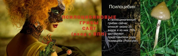 хмурый Аркадак
