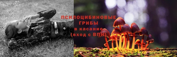 хмурый Аркадак